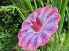 Flowerzap