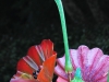 Detail Bouquet of Poppies