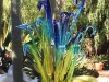 Blue Agave